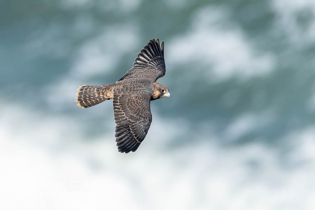 Peregrine Falcon in flight over Pacific Ocean, Torrey Pines State Natural Reserve. Torrey Pines State Reserve, San Diego, California, USA, Falco peregrinus, natural history stock photograph, photo id 39316