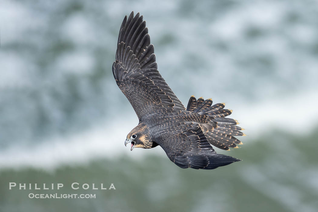 Peregrine Falcon in flight over Pacific Ocean, Torrey Pines State Natural Reserve. Torrey Pines State Reserve, San Diego, California, USA, Falco peregrinus, natural history stock photograph, photo id 39301