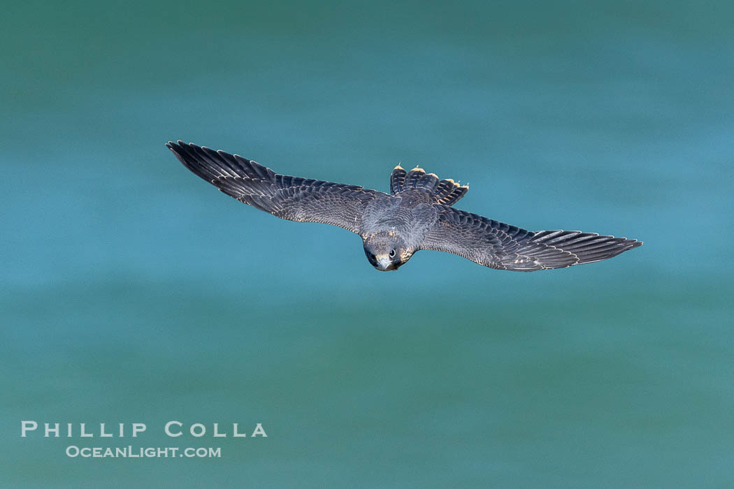 Peregrine Falcon in flight over Pacific Ocean, Torrey Pines State Natural Reserve. Torrey Pines State Reserve, San Diego, California, USA, Falco peregrinus, natural history stock photograph, photo id 39309
