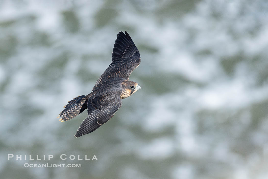 Peregrine Falcon in flight over Pacific Ocean, Torrey Pines State Natural Reserve. Torrey Pines State Reserve, San Diego, California, USA, Falco peregrinus, natural history stock photograph, photo id 39329