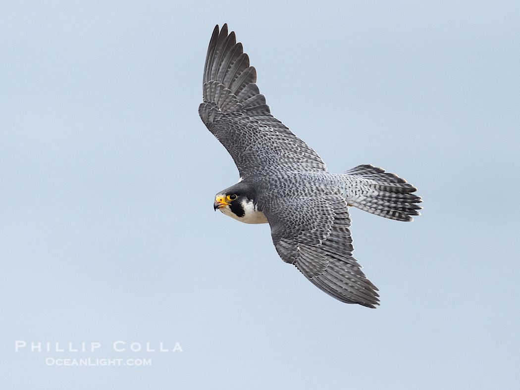 Peregrine Falcon in flight, Torrey Pines State Natural Reserve., Falco peregrinus, natural history stock photograph, photo id 41746