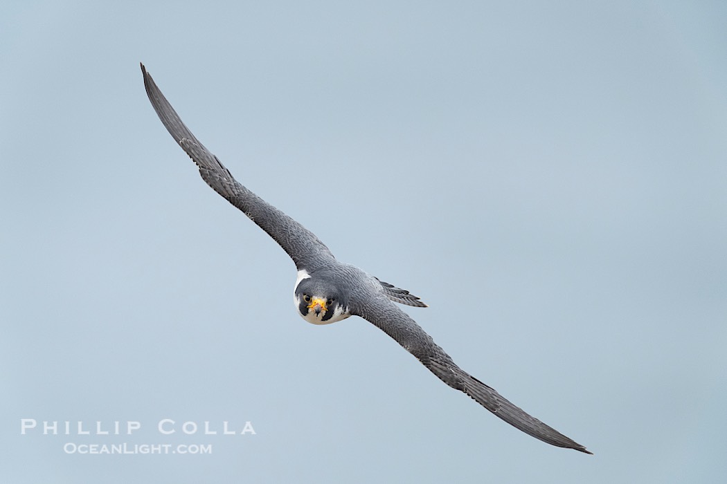 Peregrine Falcon in flight, Torrey Pines State Natural Reserve., Falco peregrinus, natural history stock photograph, photo id 41752