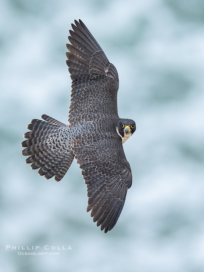 Peregrine Falcon in flight, Torrey Pines State Natural Reserve., Falco peregrinus, natural history stock photograph, photo id 41747