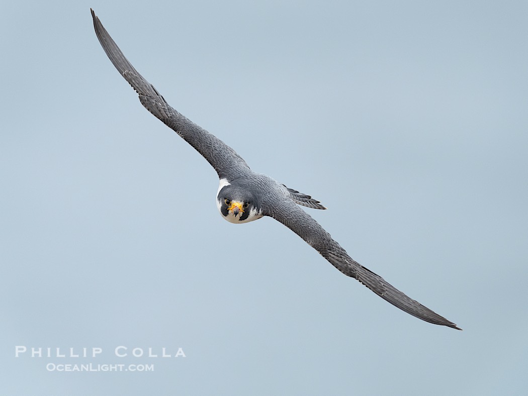 Peregrine Falcon in flight, Torrey Pines State Natural Reserve., Falco peregrinus, natural history stock photograph, photo id 41751