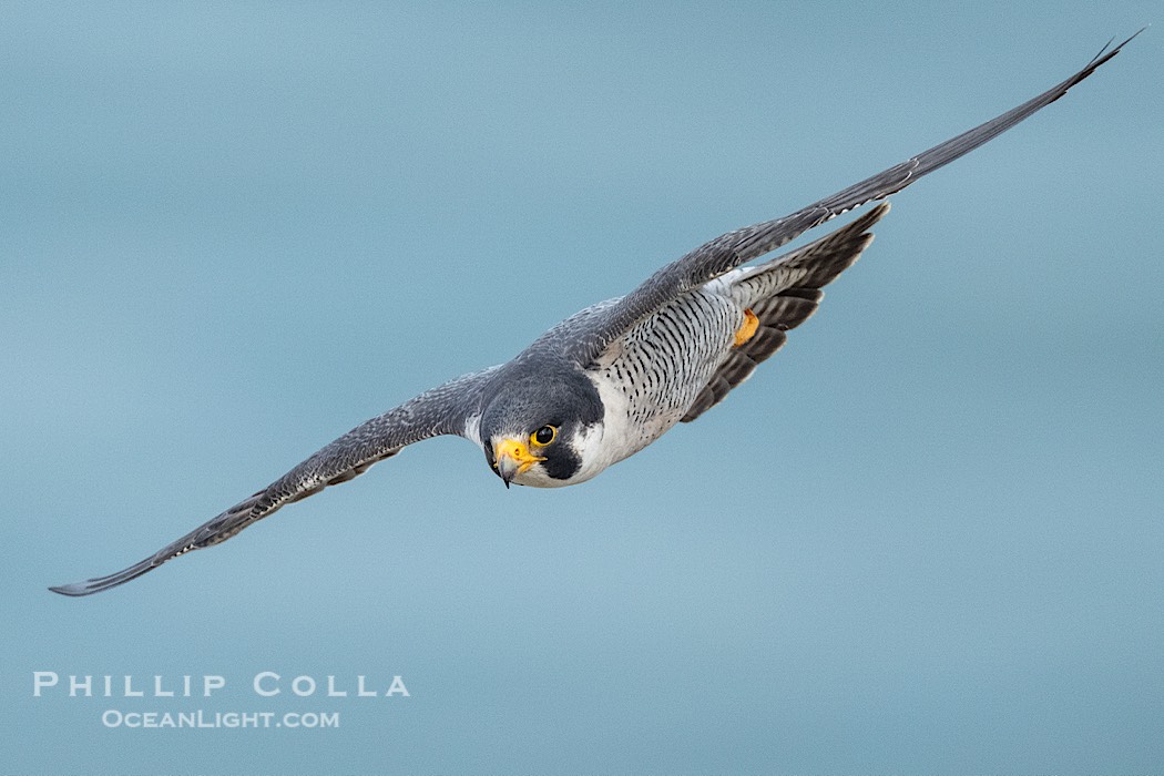 Peregrine Falcon in flight, Torrey Pines State Natural Reserve., Falco peregrinus, natural history stock photograph, photo id 41737