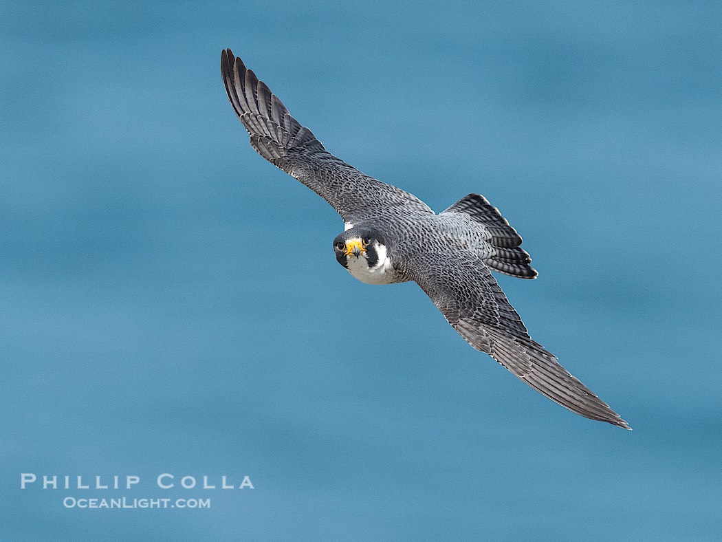 Peregrine Falcon in flight, Torrey Pines State Natural Reserve., Falco peregrinus, natural history stock photograph, photo id 41745