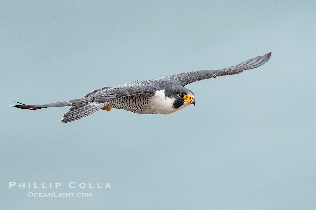 Peregrine Falcon in flight, Torrey Pines State Natural Reserve., Falco peregrinus, natural history stock photograph, photo id 41753