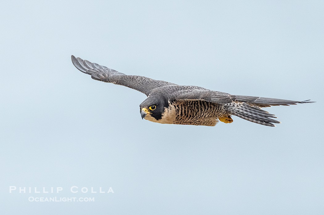 Peregrine Falcon in flight, Torrey Pines State Natural Reserve., Falco peregrinus, natural history stock photograph, photo id 41757