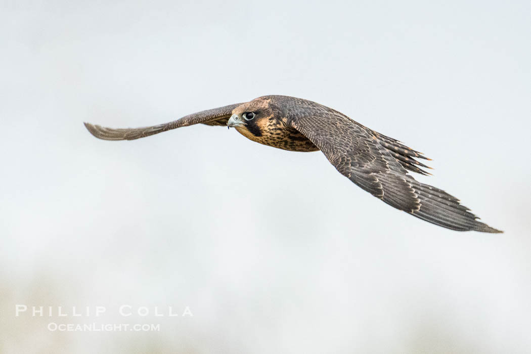 Peregrine Falcon in flight, Torrey Pines State Natural Reserve, Falco peregrinus, Torrey Pines State Reserve, San Diego, California Peregrine Falcon in flight, Torrey Pines State Natural Reserve, Falco peregrinus, Torrey Pines State Reserve, San Diego, California