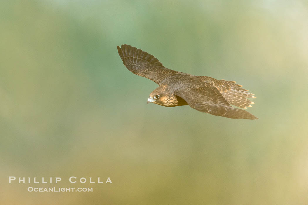 Peregrine Falcon in flight seen through tall grasses, Torrey Pines State Natural Reserve. Torrey Pines State Reserve, San Diego, California, USA, Falco peregrinus, natural history stock photograph, photo id 39306