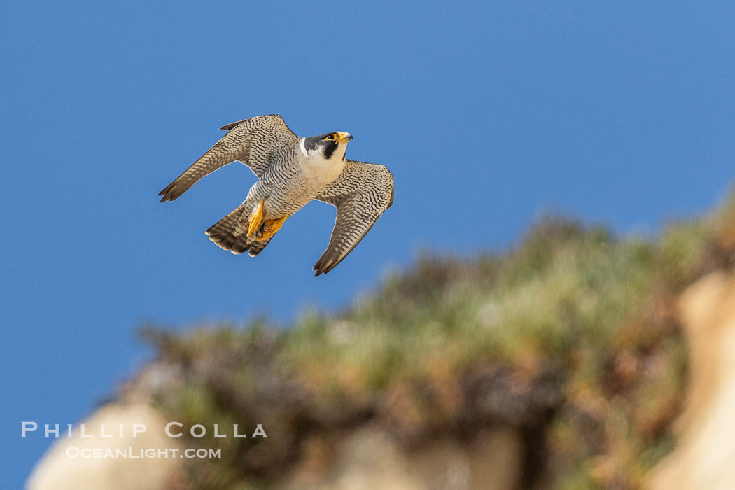 Peregrine Falcon in flight along Torrey Pines sandstone cliffs, Torrey Pines State Natural Reserve. Torrey Pines State Reserve, San Diego, California, USA, Falco peregrinus, natural history stock photograph, photo id 39322