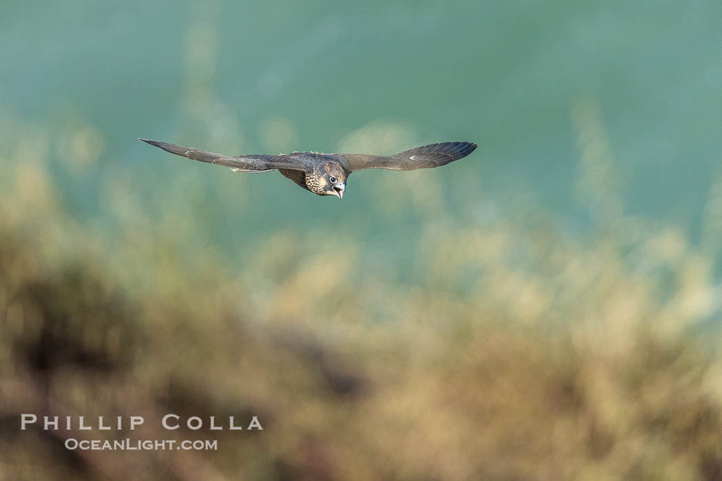 Peregrine Falcon in flight seen through tall grasses, Torrey Pines State Natural Reserve. Torrey Pines State Reserve, San Diego, California, USA, Falco peregrinus, natural history stock photograph, photo id 39330