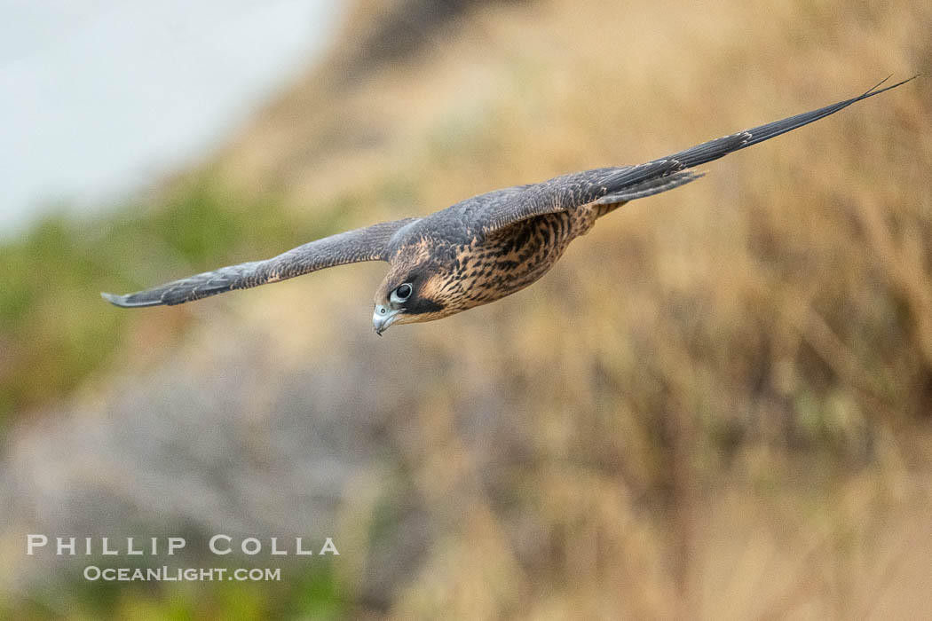 Peregrine Falcon in flight, Torrey Pines State Natural Reserve. Torrey Pines State Reserve, San Diego, California, USA, Falco peregrinus, natural history stock photograph, photo id 39334