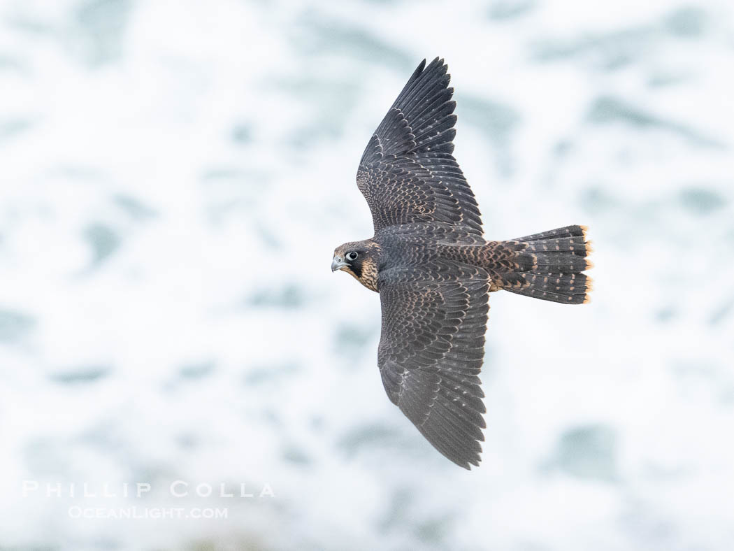 Peregrine Falcon in flight, Torrey Pines State Natural Reserve., Falco peregrinus, natural history stock photograph, photo id 40502