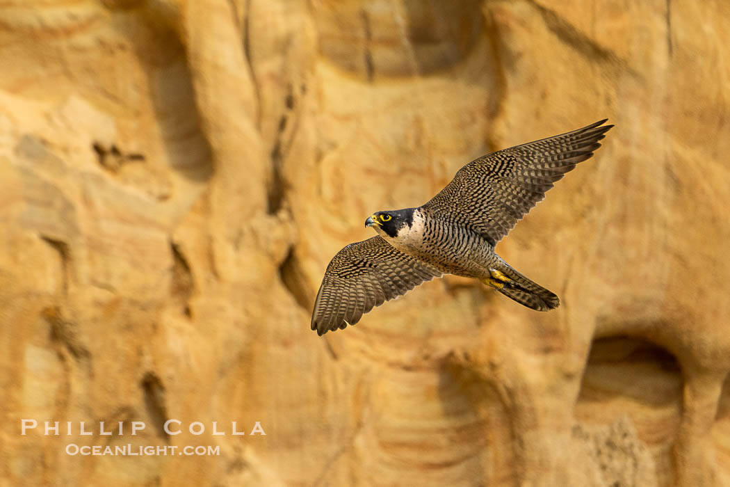 Peregrine Falcon in flight along Torrey Pines sandstone cliffs, Torrey Pines State Natural Reserve. Torrey Pines State Reserve, San Diego, California, USA, Falco peregrinus, natural history stock photograph, photo id 39304