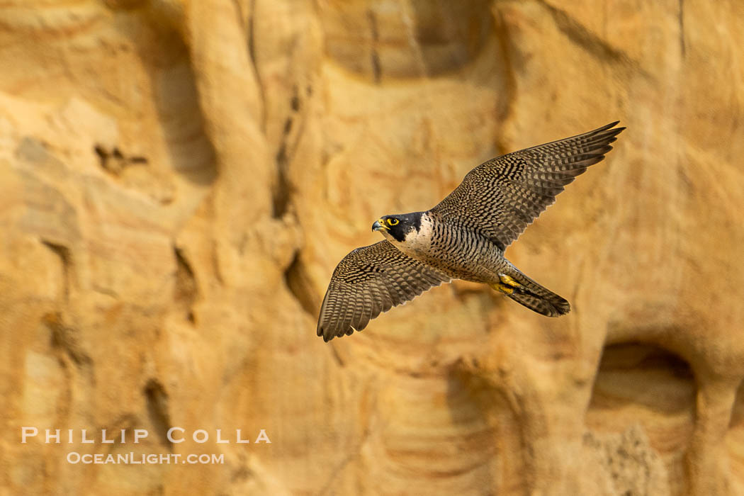 Peregrine Falcon in flight along Torrey Pines sandstone cliffs, Torrey Pines State Natural Reserve, Falco peregrinus, Torrey Pines State Reserve, San Diego, California Peregrine Falcon in flight along Torrey Pines sandstone cliffs, Torrey Pines State Natural Reserve, Falco peregrinus, Torrey Pines State Reserve, San Diego, California