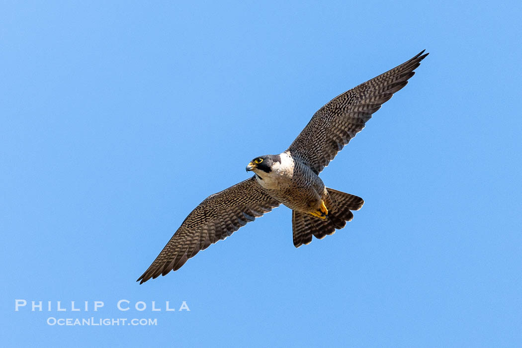 Peregrine Falcon in flight, Torrey Pines State Natural Reserve. Torrey Pines State Reserve, San Diego, California, USA, Falco peregrinus, natural history stock photograph, photo id 39308
