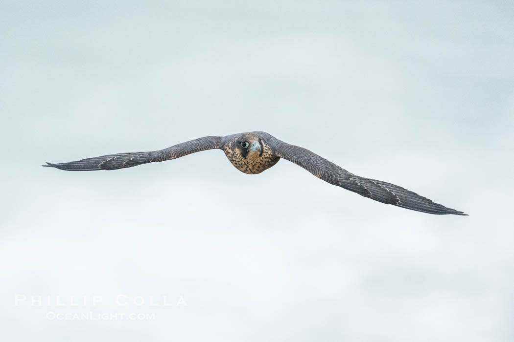 Peregrine Falcon in flight, Torrey Pines State Natural Reserve. Torrey Pines State Reserve, San Diego, California, USA, Falco peregrinus, natural history stock photograph, photo id 39324