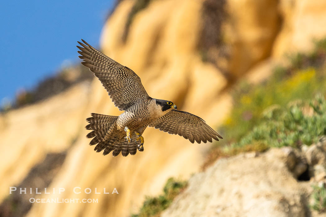 Peregrine Falcon in flight along Torrey Pines sandstone cliffs, Torrey Pines State Natural Reserve. Torrey Pines State Reserve, San Diego, California, USA, Falco peregrinus, natural history stock photograph, photo id 39336