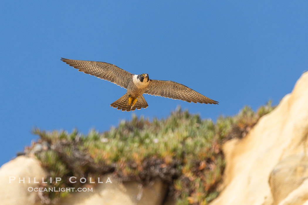 Peregrine Falcon in flight along Torrey Pines sandstone cliffs, Torrey Pines State Natural Reserve. Torrey Pines State Reserve, San Diego, California, USA, Falco peregrinus, natural history stock photograph, photo id 39340