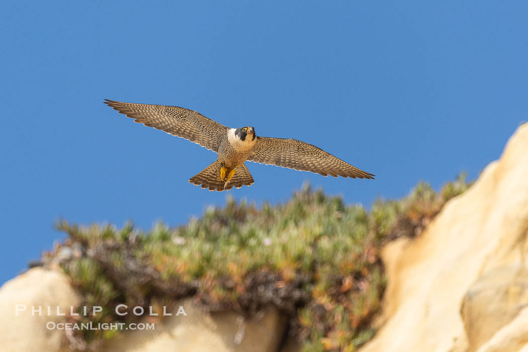 Peregrine Falcon in flight along Torrey Pines sandstone cliffs, Torrey Pines State Natural Reserve., Falco peregrinus, natural history stock photograph, photo id 39340