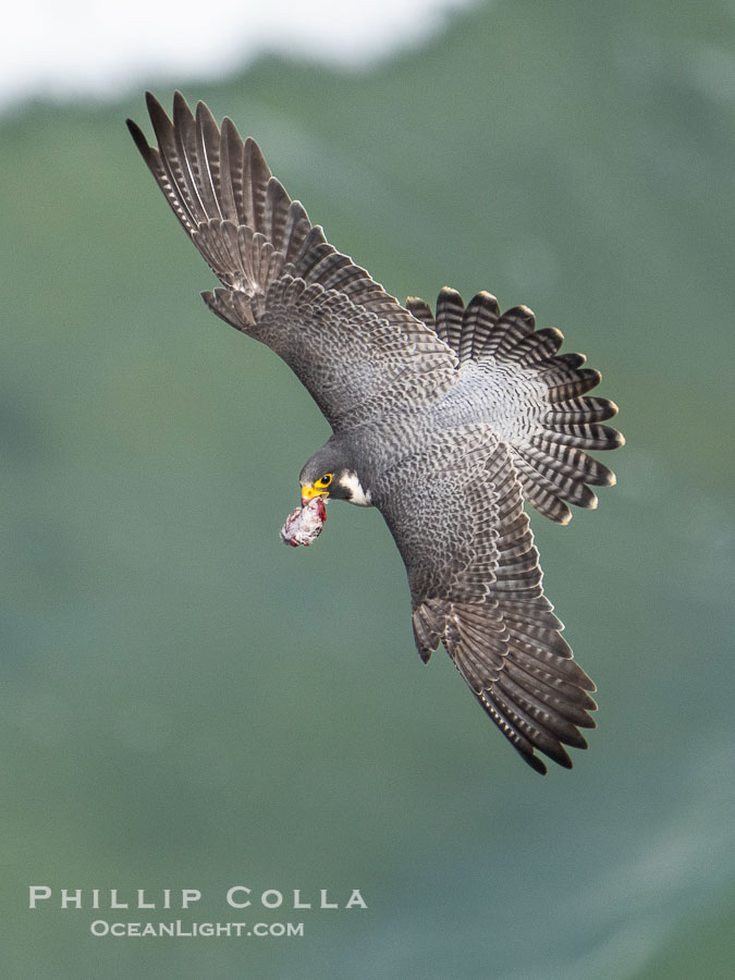 Peregrine Falcon in flight, Torrey Pines State Natural Reserve., Falco peregrinus, natural history stock photograph, photo id 40508