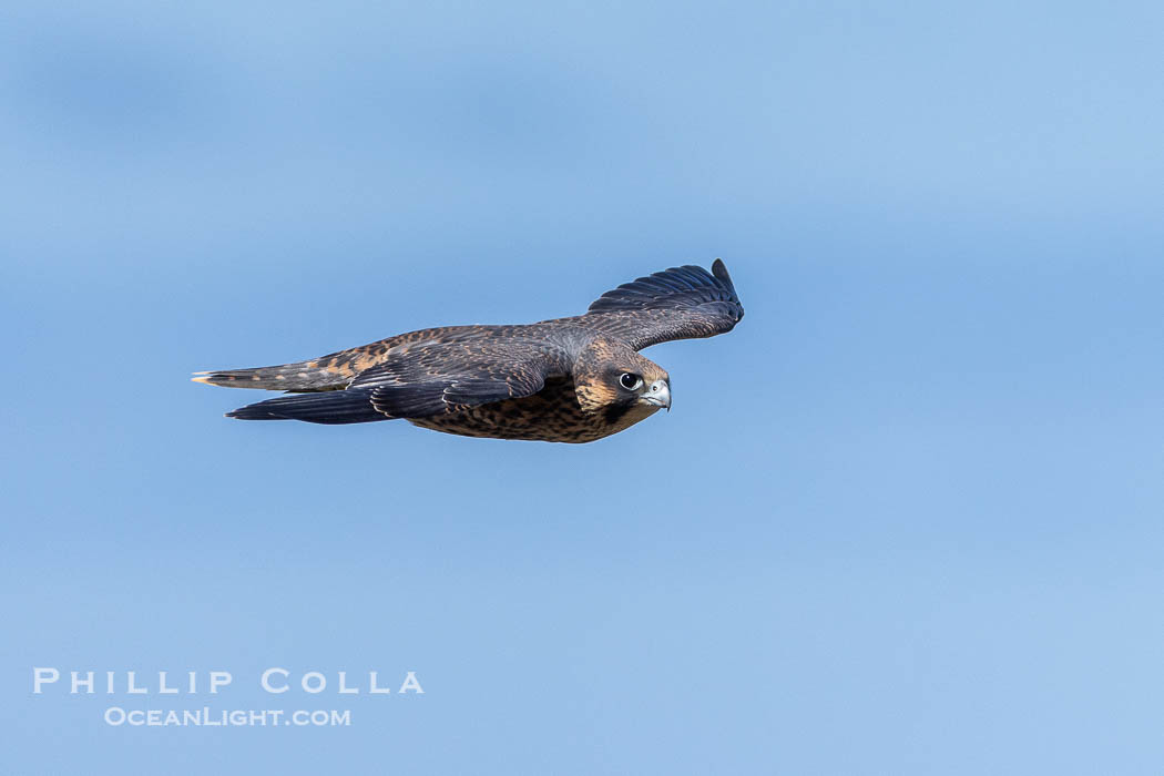 Peregrine Falcon in flight, Torrey Pines State Natural Reserve. Torrey Pines State Reserve, San Diego, California, USA, Falco peregrinus, natural history stock photograph, photo id 39327