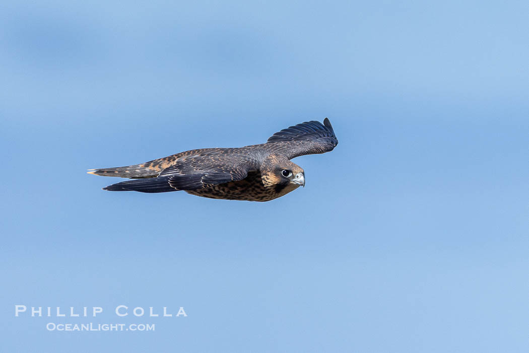 Peregrine Falcon in flight, Torrey Pines State Natural Reserve., Falco peregrinus, natural history stock photograph, photo id 39327