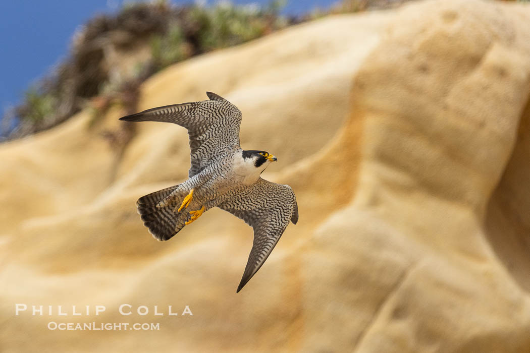 Peregrine Falcon in flight along Torrey Pines sandstone cliffs, Torrey Pines State Natural Reserve., Falco peregrinus, natural history stock photograph, photo id 39339