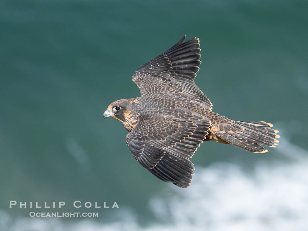 Peregrine Falcon in flight, Torrey Pines State Natural Reserve., Falco peregrinus, natural history stock photograph, photo id 40507