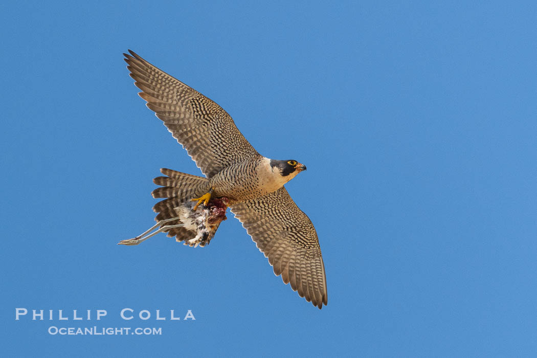 Peregrine Falcon in flight along Torrey Pines sandstone cliffs, Torrey Pines State Natural Reserve. Torrey Pines State Reserve, San Diego, California, USA, Falco peregrinus, natural history stock photograph, photo id 39321