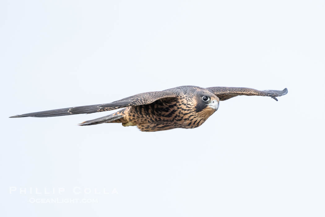 Peregrine Falcon in flight, Torrey Pines State Natural Reserve. Torrey Pines State Reserve, San Diego, California, USA, Falco peregrinus, natural history stock photograph, photo id 40505
