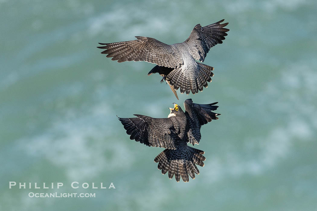 Peregrine Falcon mated pair perform midair food exchange. The male forages for prey and returns to the nest, exchanging the prey in mid air with the female who in turn will feed the young at the nest, Torrey Pines State Natural Reserve. Torrey Pines State Reserve, San Diego, California, USA, Falco peregrinus, natural history stock photograph, photo id 39315