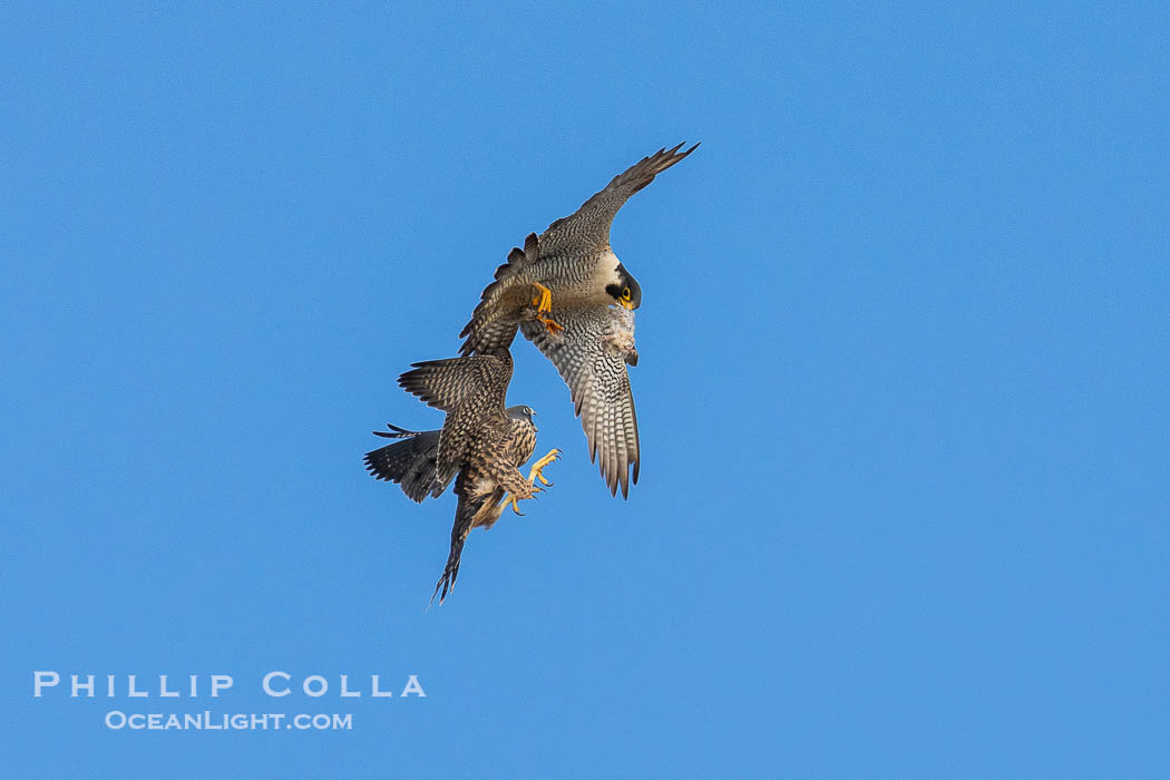 Peregrine Falcon mated pair perform midair food exchange. The male forages for prey and returns to the nest, exchanging the prey in mid air with the female who in turn will feed the young at the nest, Torrey Pines State Natural Reserve. Torrey Pines State Reserve, San Diego, California, USA, Falco peregrinus, natural history stock photograph, photo id 39325