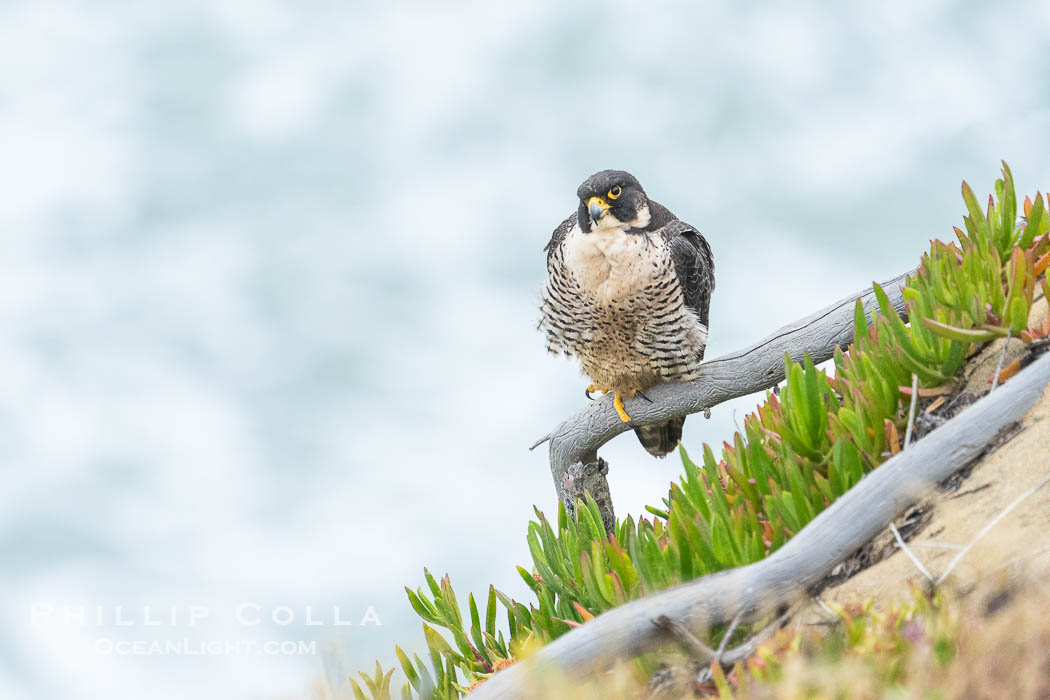 Peregrine Falcon on perch over Pacific Ocean, Torrey Pines State Natural Reserve, Falco peregrinus, Torrey Pines State Reserve, San Diego, California Peregrine Falcon on perch over Pacific Ocean, Torrey Pines State Natural Reserve, Falco peregrinus, Torrey Pines State Reserve, San Diego, California