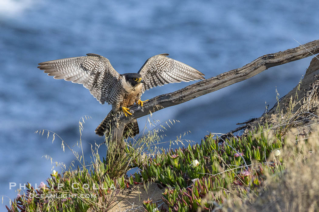 Peregrine Falcon on perch over Pacific Ocean, Torrey Pines State Natural Reserve. Torrey Pines State Reserve, San Diego, California, USA, Falco peregrinus, natural history stock photograph, photo id 39311