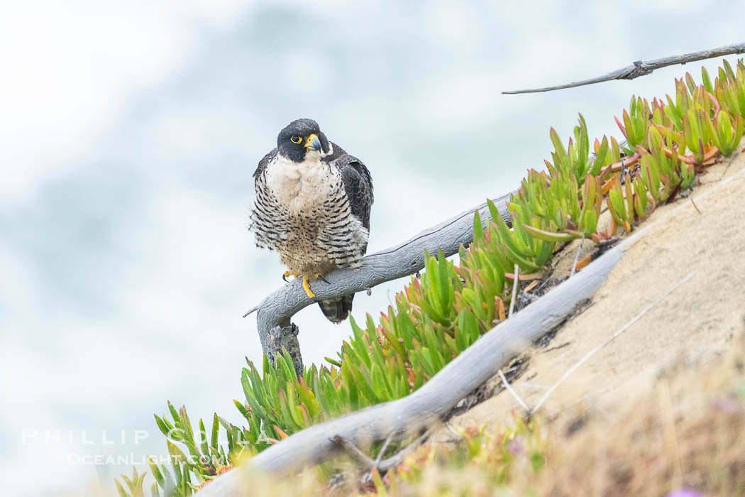 Peregrine Falcon on perch over Pacific Ocean, Torrey Pines State Natural Reserve. Torrey Pines State Reserve, San Diego, California, USA, Falco peregrinus, natural history stock photograph, photo id 39335