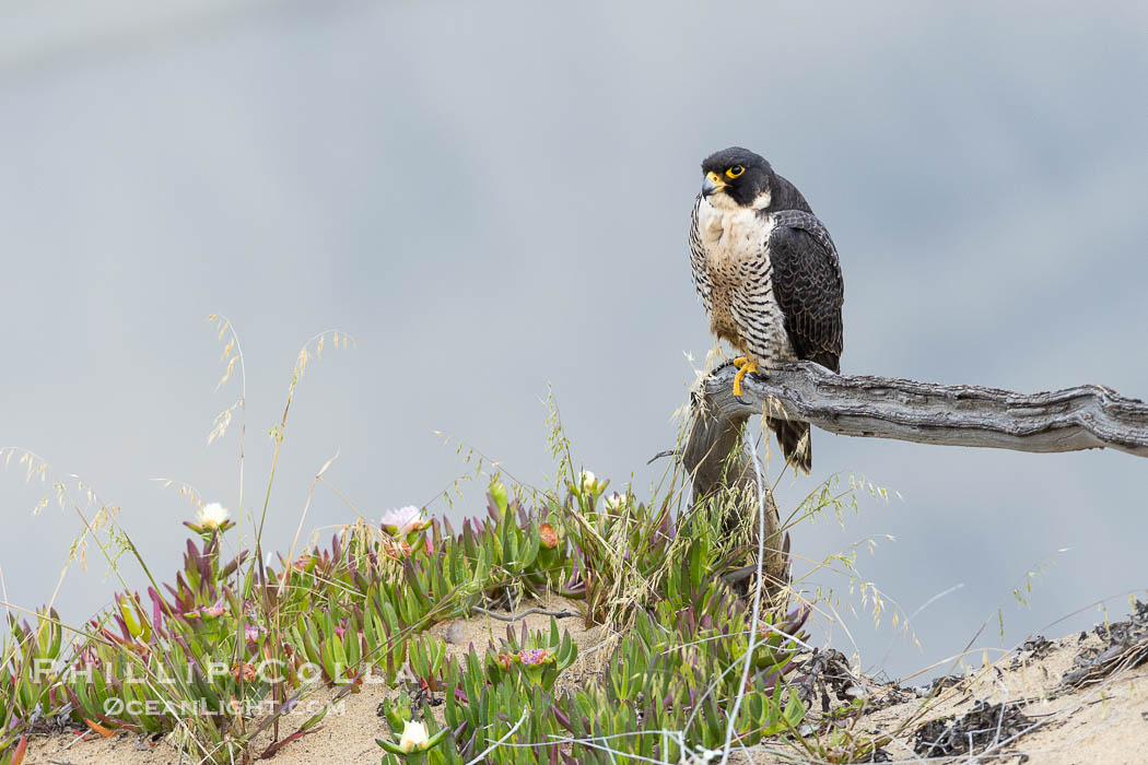 Peregrine Falcon on perch over Pacific Ocean, Torrey Pines State Natural Reserve. Torrey Pines State Reserve, San Diego, California, USA, Falco peregrinus, natural history stock photograph, photo id 39313