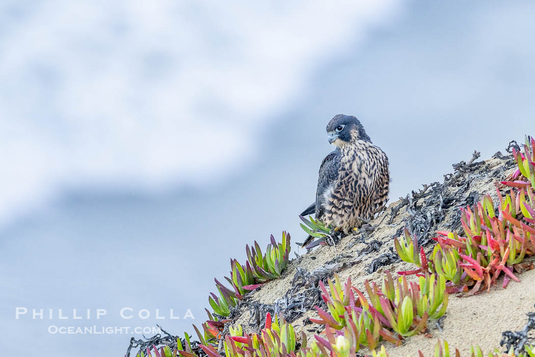 Peregrine Falcon on perch over Pacific Ocean, Torrey Pines State Natural Reserve. Torrey Pines State Reserve, San Diego, California, USA, Falco peregrinus, natural history stock photograph, photo id 39317