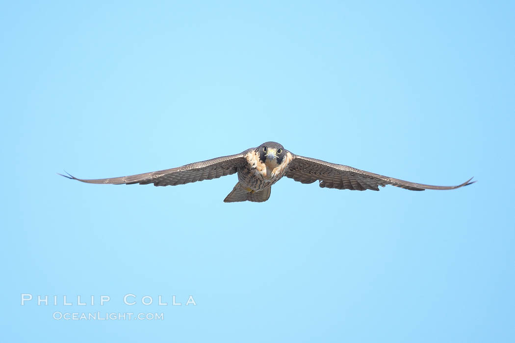 Peregrine falcon., Falco peregrinus, natural history stock photograph, photo id 20329