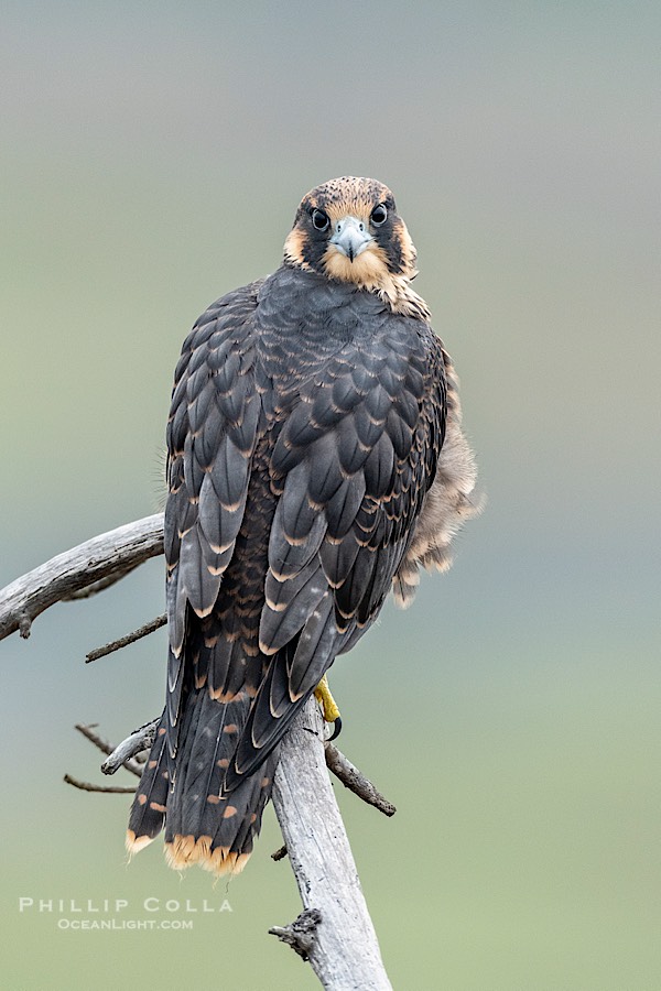 Peregrine Falcon portrait, fledgeling, Torrey Pines State Natural Reserve., Falco peregrinus, natural history stock photograph, photo id 41739