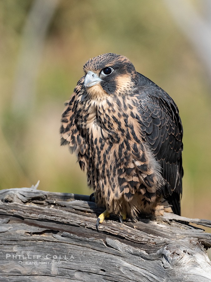 Peregrine Falcon portrait, fledgeling, Torrey Pines State Natural Reserve., Falco peregrinus, natural history stock photograph, photo id 41749