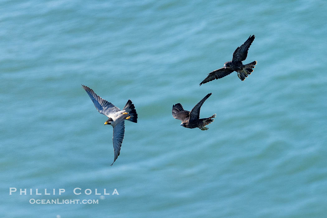 Peregrine Falcon, Torrey Pines State Natural Reserve. Torrey Pines State Reserve, San Diego, California, USA, Falco peregrinus, natural history stock photograph, photo id 39314