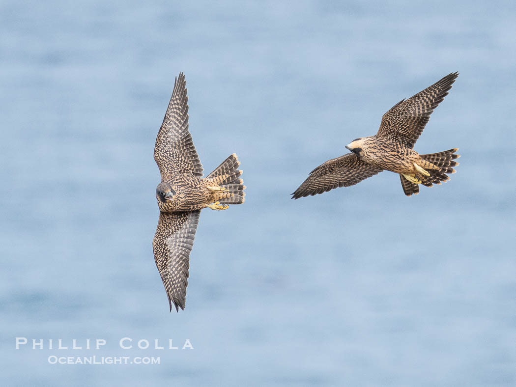 Peregrine Falcons in flight, Torrey Pines State Natural Reserve., Falco peregrinus, natural history stock photograph, photo id 40504