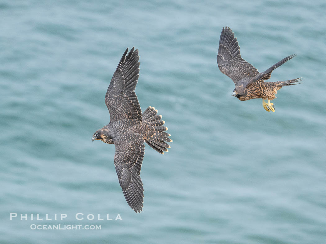 Peregrine Falcons in flight, Torrey Pines State Natural Reserve., Falco peregrinus, natural history stock photograph, photo id 40503