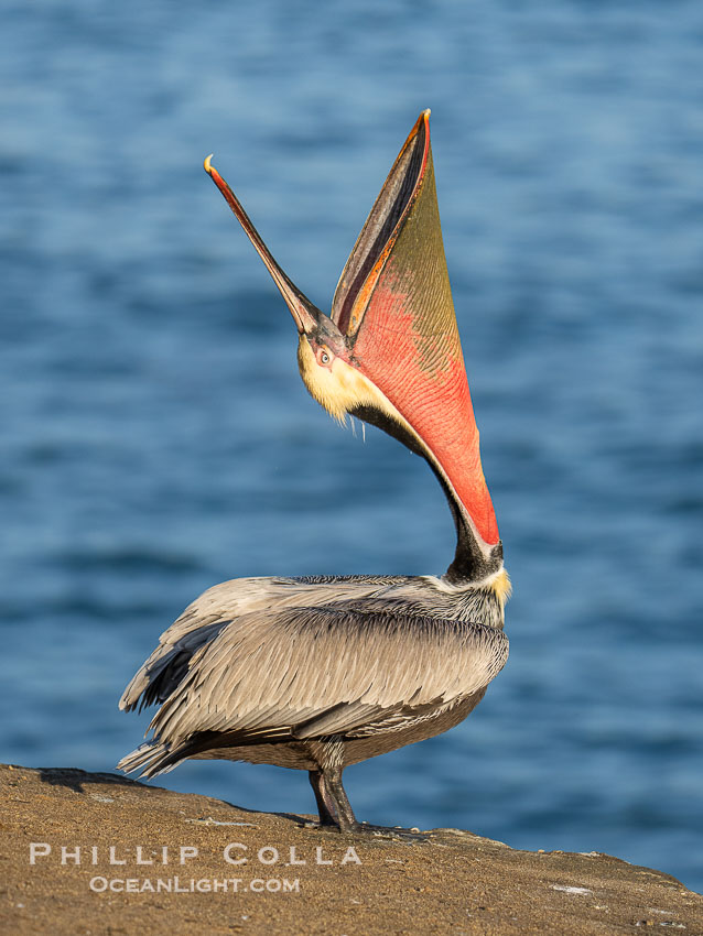 Perfect Brown Pelican Head Throw in Winter Breeding Plumage, pelican leans its head way back to stretch its throat pounch and neck, Pelecanus occidentalis californicus, Pelecanus occidentalis