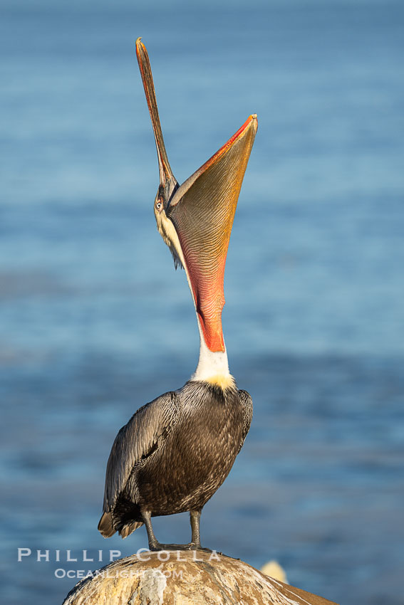 Perfect Brown Pelican Head Throw in Winter Breeding Plumage, pelican leans its head way back to stretch its throat pounch and neck., Pelecanus occidentalis californicus, Pelecanus occidentalis, natural history stock photograph, photo id 39896