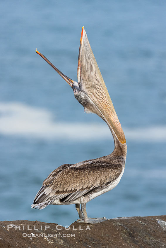 A perfect Brown Pelican Head Throw with Distant Ocean in Background, bending over backwards, stretching its neck and gular pouch, immature plumage. La Jolla, California, USA, Pelecanus occidentalis, Pelecanus occidentalis californicus, natural history stock photograph, photo id 38882