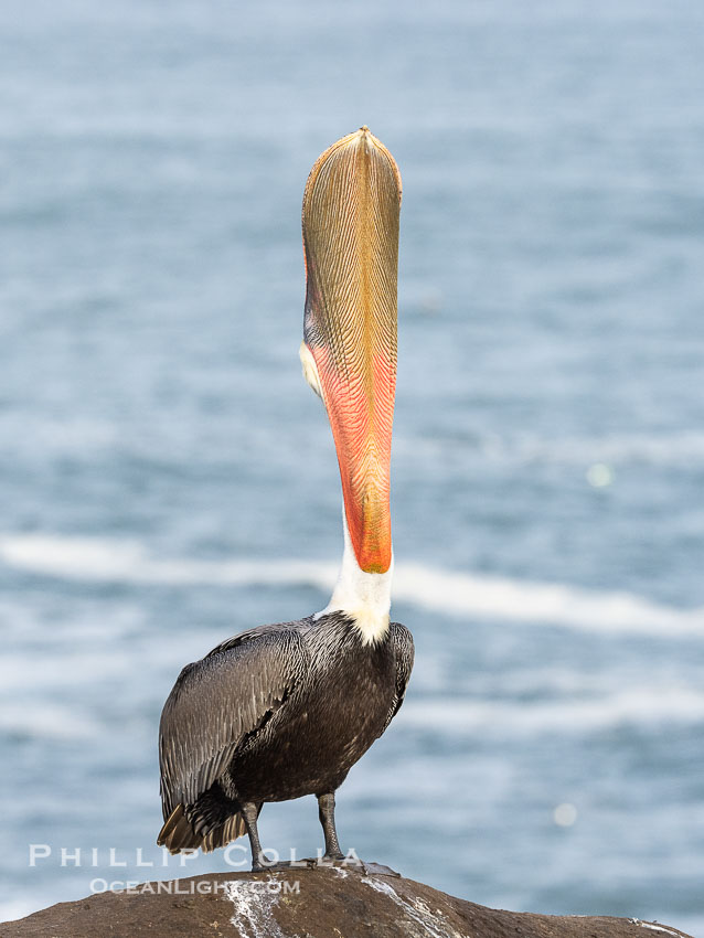 A perfect Brown Pelican Head Throw with Distant Ocean in Background, bending over backwards, stretching its neck and gular pouch, winter adult nonbreeding plumage coloration. La Jolla, California, USA, Pelecanus occidentalis, Pelecanus occidentalis californicus, natural history stock photograph, photo id 38880