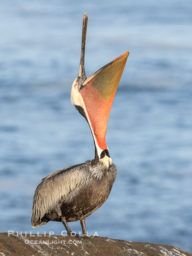 A perfect Brown Pelican Head Throw with Distant Ocean in Background, bending over backwards, stretching its neck and gular pouch, winter adult breeding plumage coloration, Pelecanus occidentalis, Pelecanus occidentalis californicus, La Jolla, California A perfect Brown Pelican Head Throw with Distant Ocean in Background, bending over backwards, stretching its neck and gular pouch, winter adult breeding plumage coloration, Pelecanus occidentalis, Pelecanus occidentalis californicus, La Jolla, California